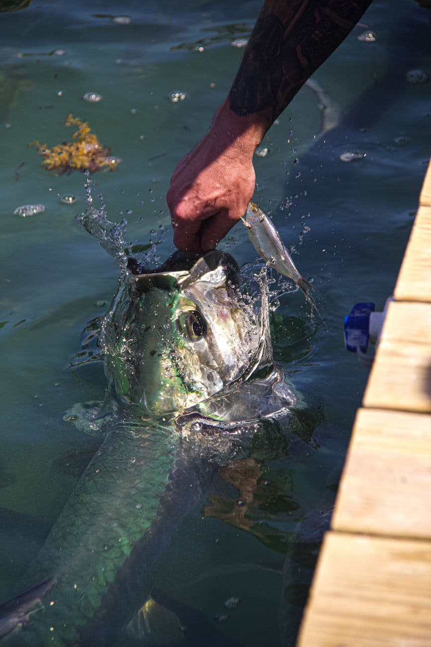A tarpon held boat-side by the leader at the surface, about to be released.