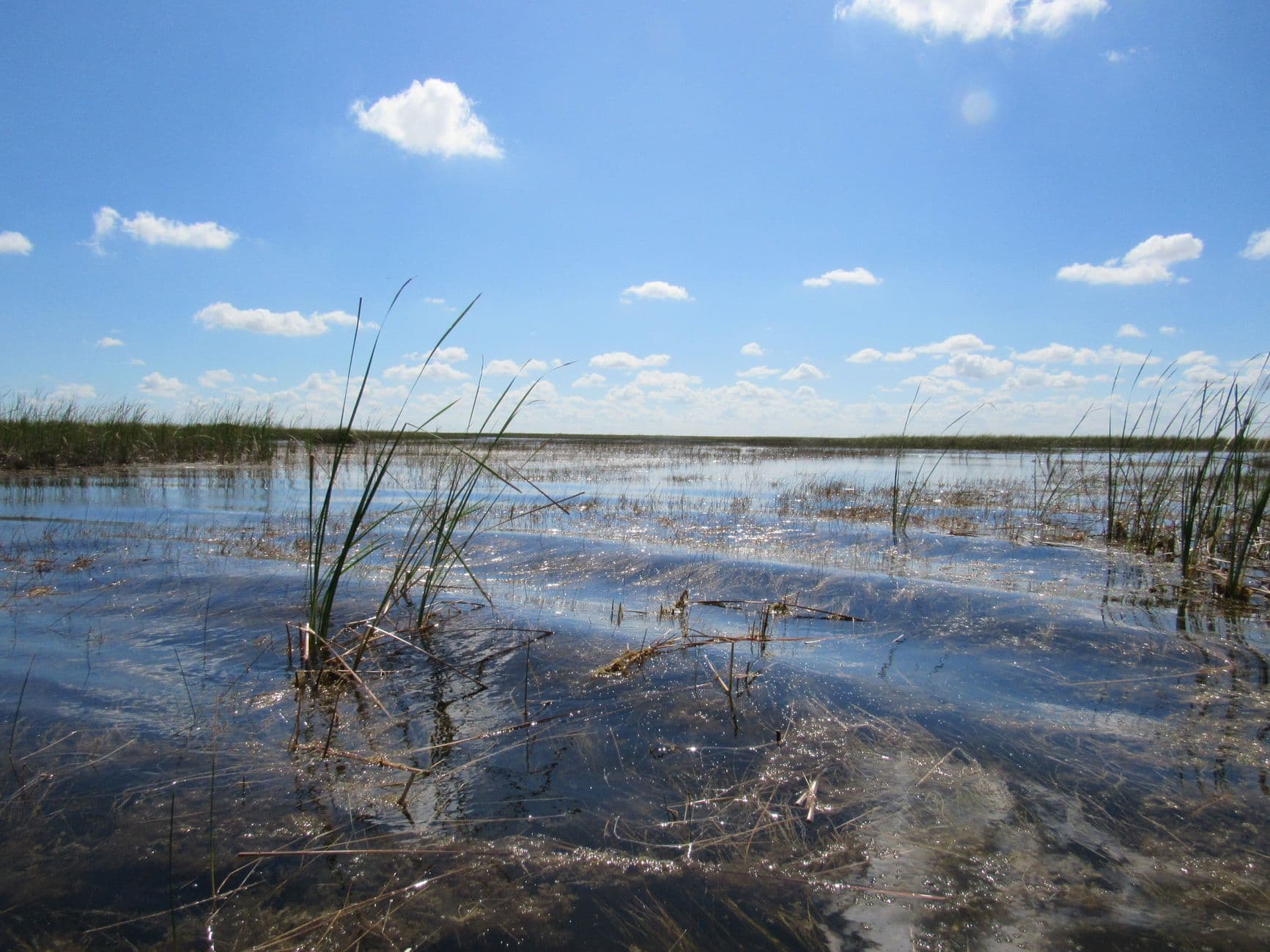 A shallow grass flat under a bright blue sky, the kind of water inshore fish hold on.